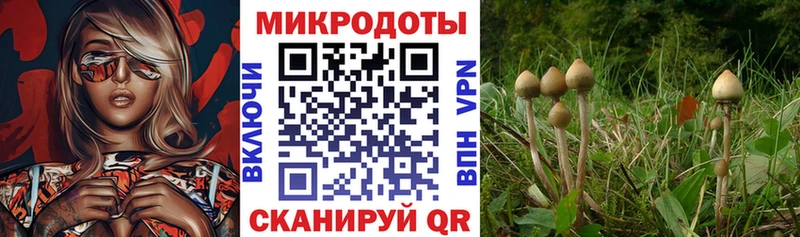 где купить наркоту  Суворов  Галлюциногенные грибы MAGIC MUSHROOMS 